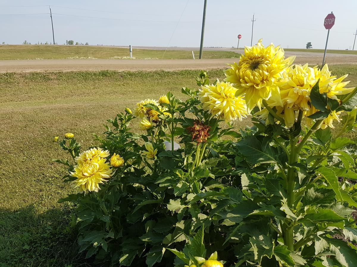 Glenboro Spruce Woods Inn المظهر الخارجي الصورة
